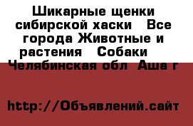 Шикарные щенки сибирской хаски - Все города Животные и растения » Собаки   . Челябинская обл.,Аша г.